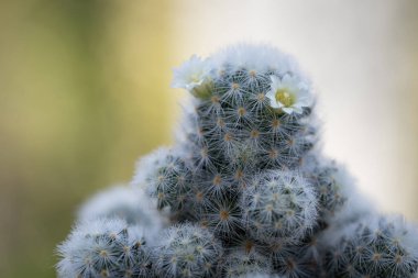 Mammillaria schiedeana with littel White flower in green blur bokeh nature background, easy for beginner plan to collec small cactus can put near to the windows on the work table and see it growing clipart