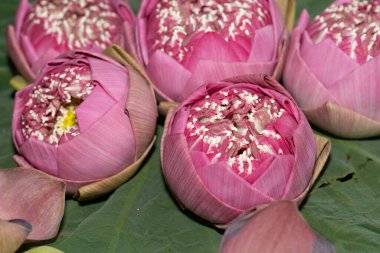 Pembe nilüfer çiçeği sadece tomurcukları ve güzel oyulmuş taç yaprakları için seçilir..