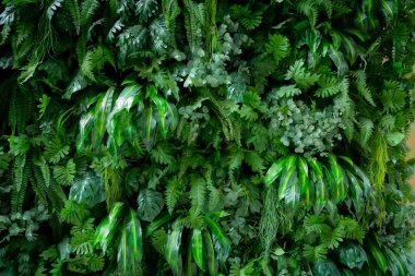 Dikey bitkilerden bir duvar yapmak için yapay bitkiler kullanan yeni duvar dekorasyonu. Doğaya yakın olmak ve ilgilenilmesi kolay bir his veriyor. Sulamaya ve döllemeye gerek yok..