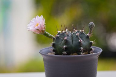 Close-up Cactus (Gymno) Pink Flower is blooming flower nature background clipart