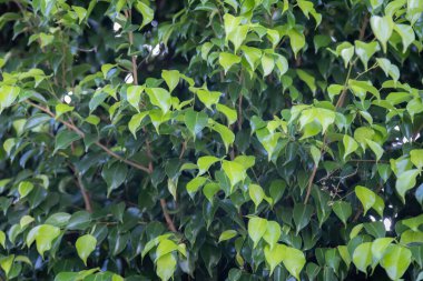Çalı üzerinde yoğun yeşil yapraklar, gür ve canlı doğal desen, açık hava düzeni.