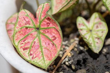 Yeşil ve pembe yapraklı beyaz bir tencerede bulunan Caladium bitkisi, çakıllı toprak arka plan.