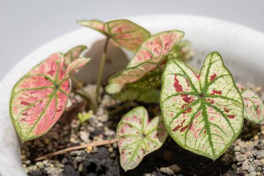 Yeşil ve pembe yapraklı beyaz bir tencerede bulunan Caladium bitkisi, çakıllı toprak arka plan.