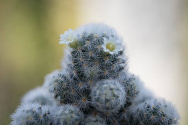 Mammillaria schiedeana ile küçük beyaz çiçek yeşil bulanık bokeh doğa arka plan, acemi için kolay kolej küçük kaktüs koyabilirsiniz çalışma masasının pencerelerine yakın ve büyümesini görebilirsiniz