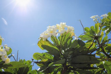Beyaz plumeria çiçekleri yemyeşil yaprakları olan bir ağaçta açar, parlak mavi gökyüzüne karşı güneşlenirler..
