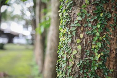 Ağaç gövdesinin yakın plan küçük yeşil sarmaşıklar ile kaplı, bulanık bir arka plan ile ağaçlar ve yeşillik, doğal ve sakin bir orman sahnesi oluşturur.