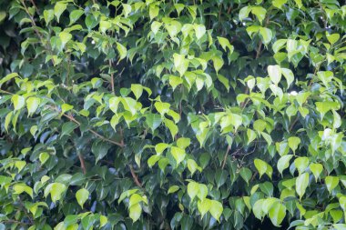 Çalı üzerinde yoğun yeşil yapraklar, gür ve canlı doğal desen, açık hava düzeni.