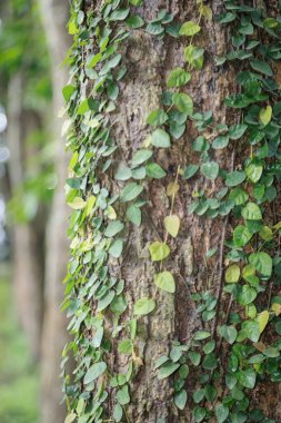 Ağaç gövdesinin yakın plan küçük yeşil sarmaşıklar ile kaplı, bulanık bir arka plan ile ağaçlar ve yeşillik, doğal ve sakin bir orman sahnesi oluşturur.