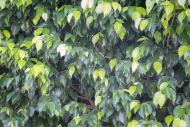 Çalı üzerinde yoğun yeşil yapraklar, gür ve canlı doğal desen, açık hava düzeni.