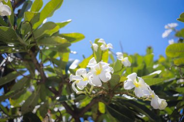 Yeşil yapraklı bir daldan sarkan narin beyaz su tesisatı çiçeklerinin yakın plan görüntüsü, açık mavi gökyüzüne karşı kurulmuş..