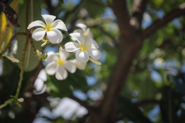Beyaz plumeria çiçekleri yemyeşil yaprakları olan bir ağaçta açar, parlak mavi gökyüzüne karşı güneşlenirler..