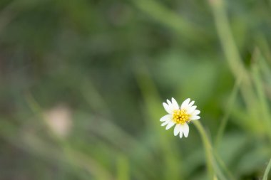 Yumuşak, bulanık bir arka planda narin kır çiçekleri açar. Küçük sarı taç yaprakları mükemmel şekillenmiştir ve gövdesinin nazik kıvrımı zarif güzelliğine eklenir..