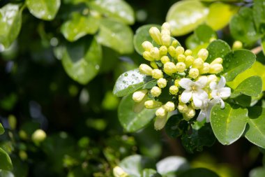 Murraya, yemyeşil yaprakların arasında küçük yeşil tomurcuklardan oluşan bir panikleme yaşıyor. Yumuşak gün ışığında yıkanmış