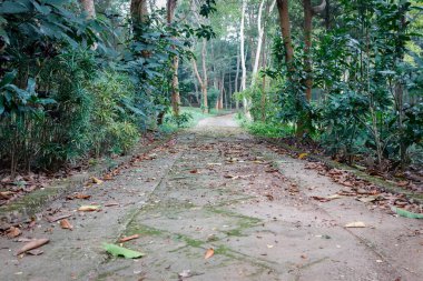 Bereketli, yeşil bir ormanda dolambaçlı, beton bir yol. Yol uzun ağaçlar ve yemyeşil bitki örtüsüyle kaplı. Bu da tepe örtüsü oluşturuyor. Güneş ışığı yaprakların arasından süzülüp yere lekeli gölgeler bırakır. Atmosfer huzurlu ve sakin.
