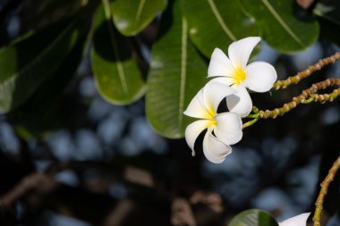 Yeşil yapraklı ve bulanık arkaplanlı bir dalda açan canlı beyaz ve sarı Frangipani çiçeklerine yakın plan, doğal güzellik ve tropikal özü sergiliyor..