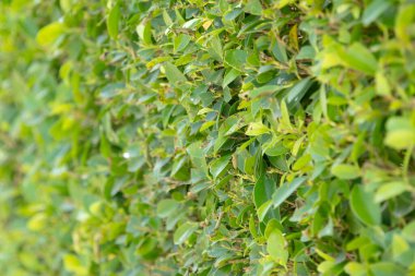 Yoğun yeşil bir çitin yakın çekimi, canlı yeşilliklerden oluşan doğal bir duvar oluşturuyor. Üniforma dokusu ve zengin rengi huzur ve huzuru çağrıştırıyor..