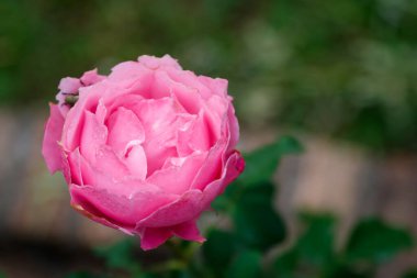 Çiçek açmış tek bir pembe gülün yakın plan fotoğrafı. Gül yumuşak ve kadifemsi, hafifçe açılmış taç yapraklarıyla. Arkaplan bulanık, görüntünün ana odak noktası gül.