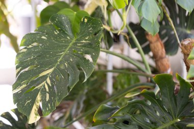 Değişik bir Monstera adansonii yaprağının yakından çekilmiş bir makro fotoğrafı, özellikle de 'Tayland Takımyıldızı' türünün. Görüntü, yaprağın eşsiz deseninin karmaşık detaylarını gözler önüne seriyor. Büyük delikler ve kremsi beyaz varyasyonlar içeriyor.