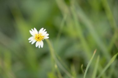Yumuşak, bulanık bir arka planda narin kır çiçekleri açar. Küçük sarı taç yaprakları mükemmel şekillenmiştir ve gövdesinin nazik kıvrımı zarif güzelliğine eklenir..