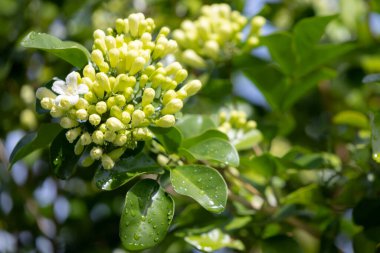Murraya, yemyeşil yaprakların arasında küçük yeşil tomurcuklardan oluşan bir panikleme yaşıyor. Yumuşak gün ışığında yıkanmış