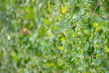 Yoğun yeşil bir çitin yakın çekimi, canlı yeşilliklerden oluşan doğal bir duvar oluşturuyor. Üniforma dokusu ve zengin rengi huzur ve huzuru çağrıştırıyor..