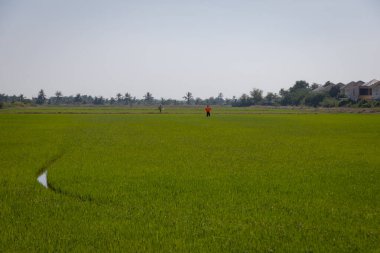 Korkuluk uçsuz bucaksız yeşil pirinç tarlasında duruyor. Gökyüzü açık ve güneş parlıyor. Sahnenin üzerine sıcak bir parıltı saçıyor. Korkuluk turuncu bir gömlek ve siyah pantolon giyiyor ve yemyeşil pirinç bitkileriyle çevrili. Arka planda, orada 