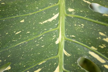 Değişik bir Monstera adansonii yaprağının yakın çekim makro fotoğrafı. Görüntü, yaprağın eşsiz deseninin karmaşık detaylarını gözler önüne seriyor. Büyük delikler ve koyu yeşil arka planda kaymak gibi beyaz çeşitliliğin yansımaları var..