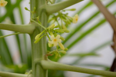 Bir papaya çiçek kümesinin yakın çekimi. Narin, sarı çiçekler çiçek açmış, yemyeşil yapraklarla çevrili.