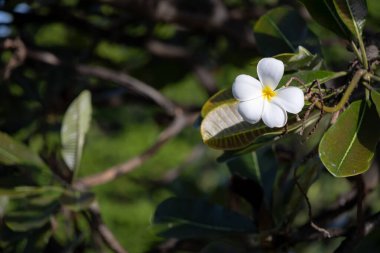 Yeşil yapraklı ve bulanık arkaplanlı bir dalda açan canlı beyaz ve sarı Frangipani çiçeklerine yakın plan, doğal güzellik ve tropikal özü sergiliyor..