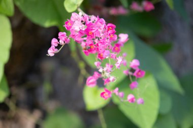 Narin pembe bir çiçek kümesi sarmaşığa sarılmış, arı nektarı toplamakla meşgul. Canlı renkler ve karmaşık detaylar çarpıcı bir doğal sahne yaratıyor..