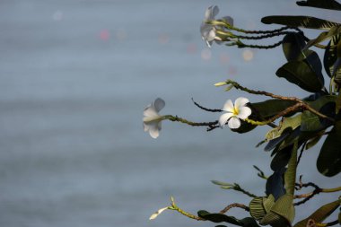 Yeşil yapraklı ve bulanık arkaplanlı bir dalda açan canlı beyaz ve sarı Frangipani çiçeklerine yakın plan, doğal güzellik ve tropikal özü sergiliyor..