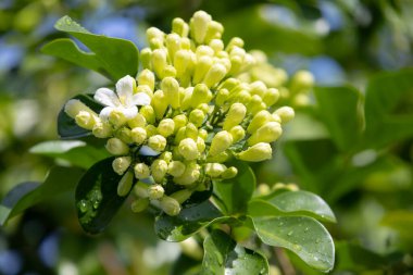 Murraya, yemyeşil yaprakların arasında küçük yeşil tomurcuklardan oluşan bir panikleme yaşıyor. Yumuşak gün ışığında yıkanmış