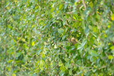 Yoğun yeşil bir çitin yakın çekimi, canlı yeşilliklerden oluşan doğal bir duvar oluşturuyor. Üniforma dokusu ve zengin rengi huzur ve huzuru çağrıştırıyor..