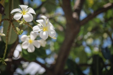 Beyaz plumeria çiçekleri yemyeşil yaprakları olan bir ağaçta açar, parlak mavi gökyüzüne karşı güneşlenirler..