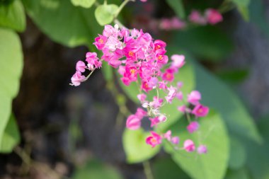 Narin pembe bir çiçek kümesi sarmaşığa sarılmış, arı nektarı toplamakla meşgul. Canlı renkler ve karmaşık detaylar çarpıcı bir doğal sahne yaratıyor..