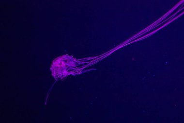 solitary jellyfish gracefully glides through the water, its translucent body and long, trailing tentacles creating a mesmerizing sight. The soft, ethereal glow of the jellyfish against the dark, mysterious background evokes a sense of wonder and tran clipart