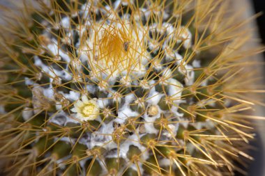 Çiçek açmış bir kaktüs çiçeğinin yakın çekimi. Narin beyaz taç yaprakları kaktüs arka planının sivri yeşil gövdesiyle çok güzel tezat oluşturuyor.