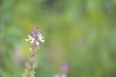 Bir evin sessiz bir köşesinde yetişen yemyeşil bir fesleğen bitkisinin ayrıntılı bir yakın çekimi, bitki canlı yeşil yapraklarını ve narin beyaz çiçeklerini sergiliyor. Bulanık arka plan bitkiyi hafifçe ön plana çıkarıyor, sakin ve davetkar bir atmosfer yaratıyor..