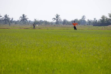 Korkuluk uçsuz bucaksız yeşil pirinç tarlasında duruyor. Gökyüzü açık ve güneş parlıyor. Sahnenin üzerine sıcak bir parıltı saçıyor. Korkuluk turuncu bir gömlek ve siyah pantolon giyiyor ve yemyeşil pirinç bitkileriyle çevrili. Arka planda, orada 
