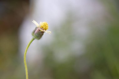 Yumuşak, bulanık bir arka planda narin kır çiçekleri açar. Küçük sarı taç yaprakları mükemmel şekillenmiştir ve gövdesinin nazik kıvrımı zarif güzelliğine eklenir..