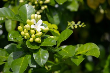 Murraya, yemyeşil yaprakların arasında küçük yeşil tomurcuklardan oluşan bir panikleme yaşıyor. Yumuşak gün ışığında yıkanmış