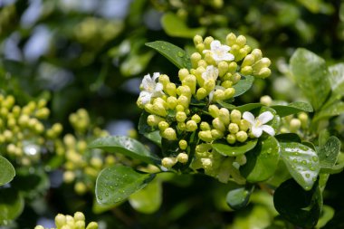 Murraya, yemyeşil yaprakların arasında küçük yeşil tomurcuklardan oluşan bir panikleme yaşıyor. Yumuşak gün ışığında yıkanmış