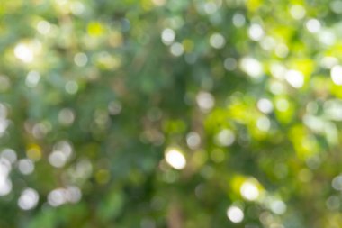 Yeşil bir bokeh arka planının güzel soyut görüntüsü. Yumuşak, odak dışı çevreler rüya gibi ve ruhani bir atmosfer yaratıyor..