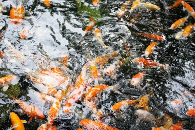 Renkli koi balığı. Turuncu, beyaz ve siyah koiler berrak suda zarafetle yüzerek büyüleyici bir renk ve hareket gösterisi yaratırlar.