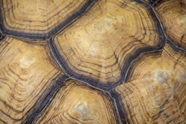 Kaplumbağa kabuğunun makro görüntüsü eşsiz desenlerini ve doğal dokularını kahverengi ve bej tonlarında sergiliyor..