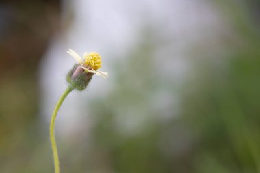 Yumuşak, bulanık bir arka planda narin kır çiçekleri açar. Küçük sarı taç yaprakları mükemmel şekillenmiştir ve gövdesinin nazik kıvrımı zarif güzelliğine eklenir..