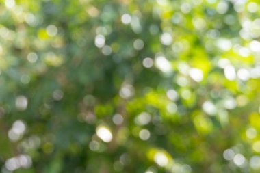 Yeşil bir bokeh arka planının güzel soyut görüntüsü. Yumuşak, odak dışı çevreler rüya gibi ve ruhani bir atmosfer yaratıyor..