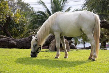 Görkemli beyaz bir aygır yemyeşil bir alanda huzur içinde otluyor. At gölgeli bir ağacın altında duruyor. Arka planda palmiye ağaçları var. Huzurlu ve huzurlu bir manzara yaratıyor..