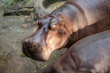 Ağızları sonuna kadar açık iki su aygırının yakın çekimleri, iştahla yemek yerken büyük dişlerini gösteriyor. Hareket halindeki bu devasa hayvanların canlı bir tasviri