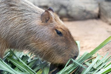 Büyük, kahverengi bir Capybara kumlu bir muhafaza üzerinde oturur ve bir çimen yaprağını kemirir. Rahatlamış ifadesi ve nazik tavrı onu hayvanat bahçesi ziyaretçileri arasında popüler bir hayvan yapıyor..